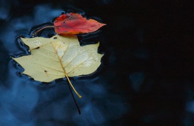 Leaf On Water