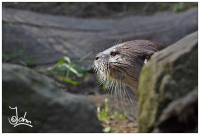 Oriental small-clawed otter peekaboo.jpg