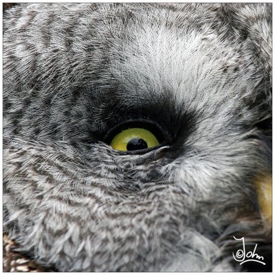 Owl eye.jpg