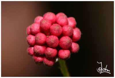 Small red flower.jpg