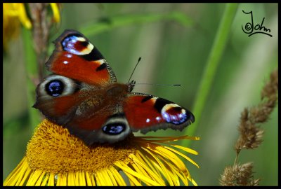 Butterfly on flower.jpg