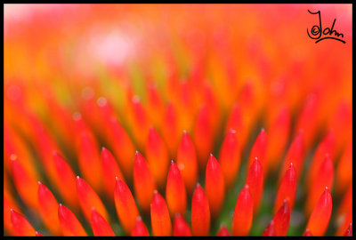 Red flower close up.jpg