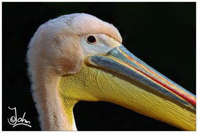 Pelican head.jpg