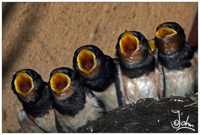 Hungry swallows in nest.jpg