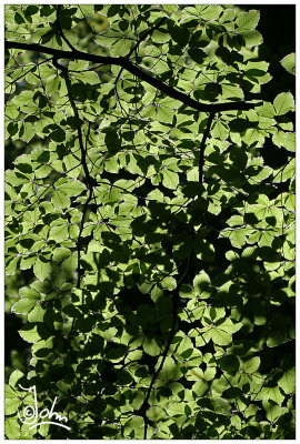 Sunshine through green leaves.jpg