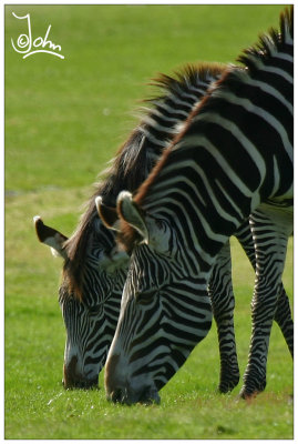 Zebra duo.jpg