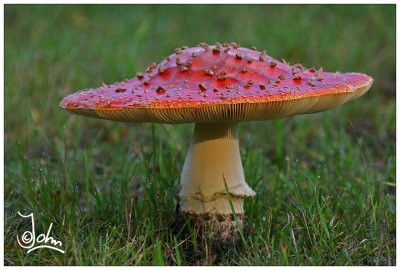 Fly agaric.jpg