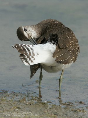 Green Sandpiper - Chevalier culblanc