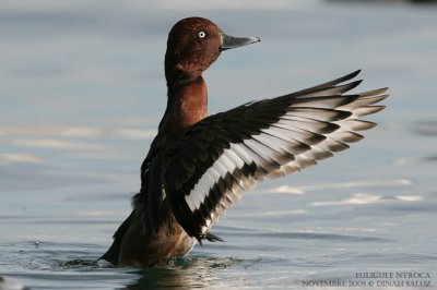Fuligule nyroca - Ferruginous Duck