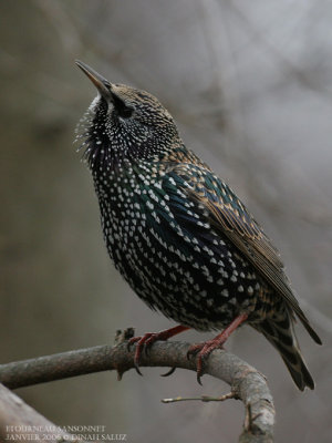 Etourneau sansonnet - Common Starling