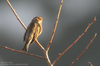 Bruant nain - Little Bunting