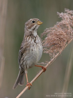 Bruant proyer - Corn Bunting