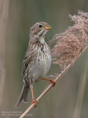 Bruant proyer - Corn Bunting