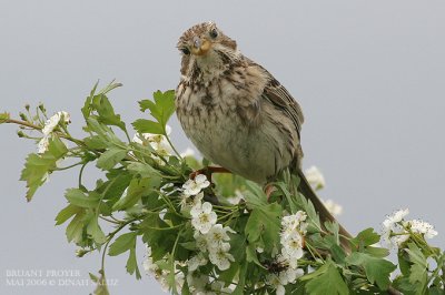 Bruant proyer - Corn Bunting