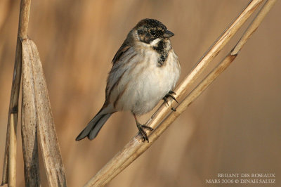 Bruant des roseaux - Reed Bunting