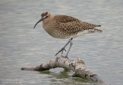 Courlis corlieu - Whimbrel