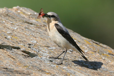 Traquet motteux - Northern Wheatear