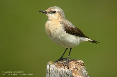 Traquet motteux - Northern Wheatear