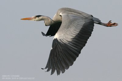 Hron cendr - Grey Heron
