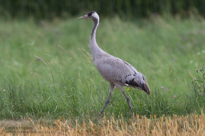 Grue cendre - Common Crane