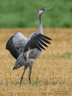 Grue cendre - Common Crane