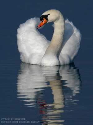 Cygne tubercul - Mute Swan