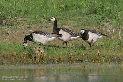 Bernache nonnette - Barnacle Goose