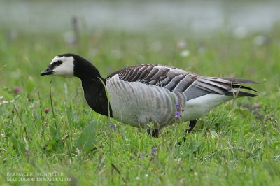 Bernache nonnette - Barnacle Goose