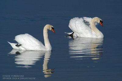 Cygne tubercul - Mute Swan