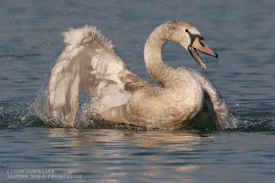 Cygne tubercul - Mute Swan