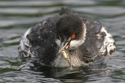 Grbe  cou noir - Black-necked Grebe