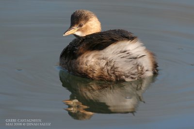 Grbe castagneux - Little Grebe