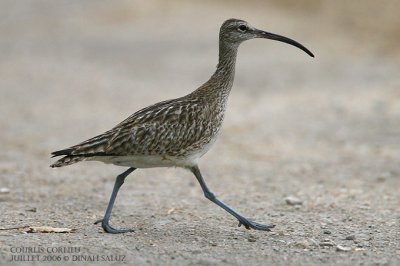 Courlis corlieu - Whimbrel