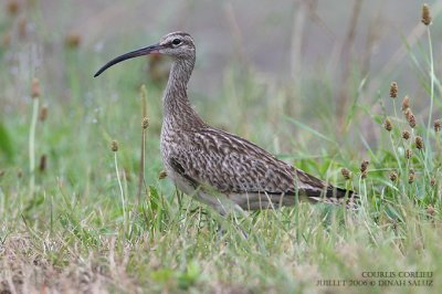 Courlis corlieu - Whimbrel