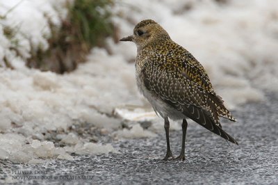 Pluvier dor - Golden Plover