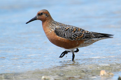 Bcasseau maubche - Red Knot