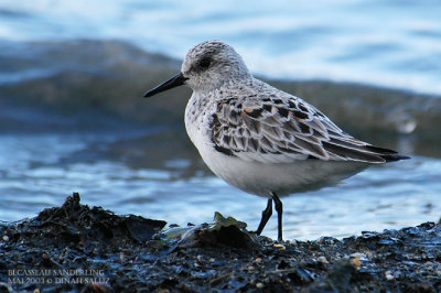 Bcasseau sanderling - Sanderling