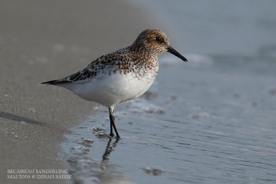 Bcasseau sanderling - Sanderling