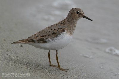 Bcasseau de Temminck - Temmincks Stint