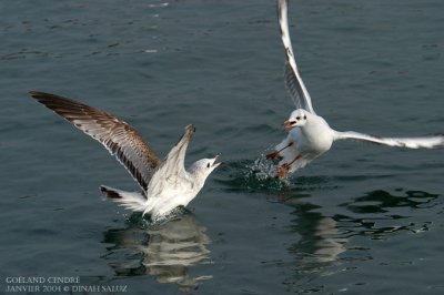 Goland cendr et Mouette rieuse - Common Gull