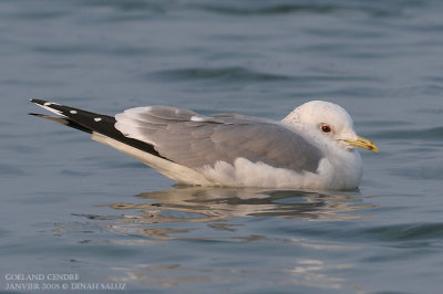 Goland cendr - Common Gull