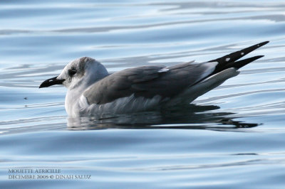 Mouette atricille - Laughing Gull