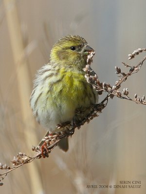 Serin cini - European Serin