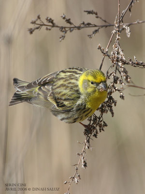 Serin cini - European Serin