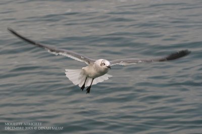 Mouette atricille - Laughing Gull