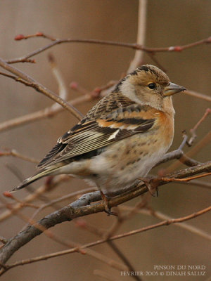 Pinson du Nord - Brambling