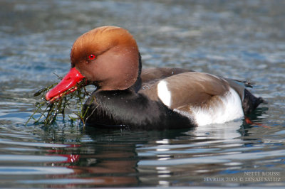 Nette rousse - Red-crested Pochard