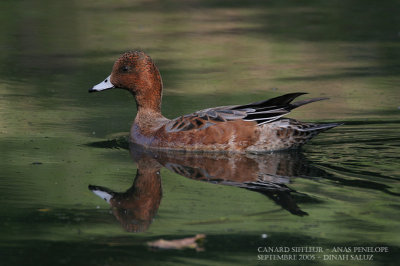 Canard siffleur - Eurasian Wigeon