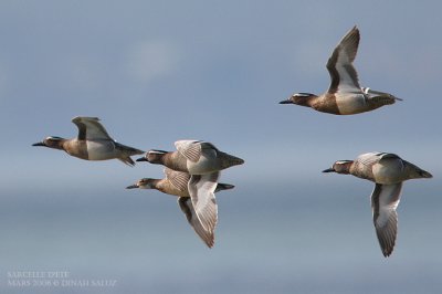 Sarcelle d't - Garganey