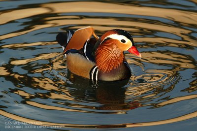Canard mandarin - Mandarin Duck